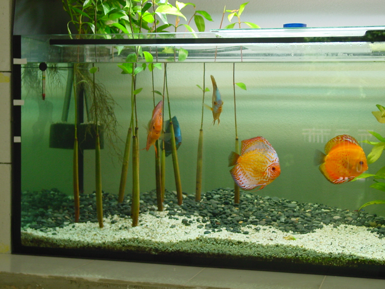 mangrove in freshwater aquarium